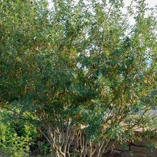 Attēlu rezultāti vaicājumam “Caragana arborescens”