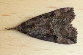 Attēlu rezultāti vaicājumam “Hypena rostralis”