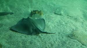 Image result for Dasyatis pastinaca