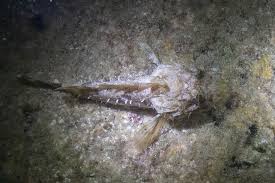 Image result for Scorpaena scrofa