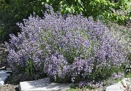 Image result for Salvia officinalis