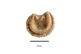 Attēlu rezultāti vaicājumam “Menispermum dauricum fruit”