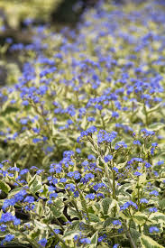 Attēlu rezultāti vaicājumam “Brunnera macrophylla”