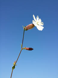 Attēlu rezultāti vaicājumam “Silene latifolia subsp. alba”