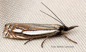 Attēlu rezultāti vaicājumam “Crambus silvella”