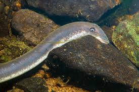 Image result for Lampetra fluviatilis