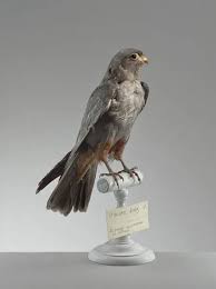 Image result for Falco vespertinus