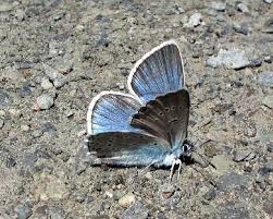 Attēlu rezultāti vaicājumam “Agrodiaetus amandus female”