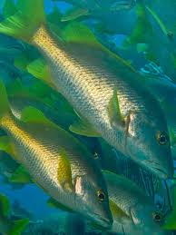 Image result for Lutjanus novemfasciatus