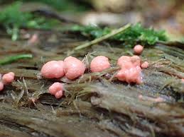 Attēlu rezultāti vaicājumam “Lycogala confusum spores”