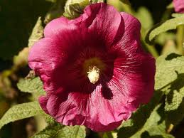Image result for Alcea (althaea) rosea