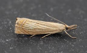 Attēlu rezultāti vaicājumam “Chrysoteuchia culmella”