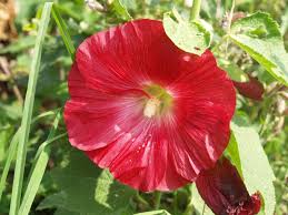 Attēlu rezultāti vaicājumam “Alcea rosea leaf”