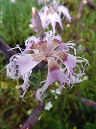Image result for Dianthus superbus