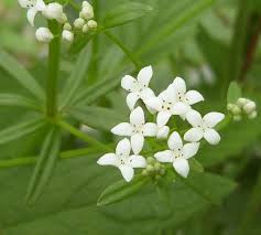 Attēlu rezultāti vaicājumam “Galium palustre”