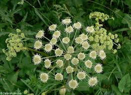 Attēlu rezultāti vaicājumam “Angelica sylvestris leaf”
