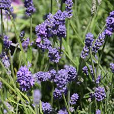 Attēlu rezultāti vaicājumam “Lavandula angustifolia leaf”
