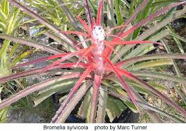 Attēlu rezultāti vaicājumam “Sylvicola sp.”