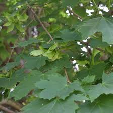 Attēlu rezultāti vaicājumam “Acer platanoides”