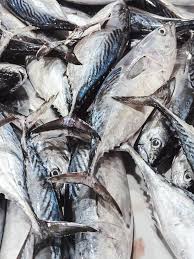 Image result for Euthynnus affinis