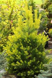 Attēlu rezultāti vaicājumam “Pinus sylvestris var. turfosa”