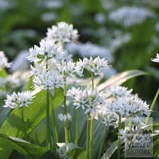 Attēlu rezultāti vaicājumam “Allium ursinum”