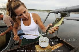 Image result for Micropterus dolomieu