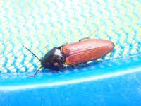 Attēlu rezultāti vaicājumam “Ampedus pomorum”