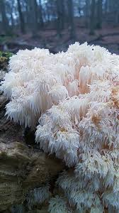 Attēlu rezultāti vaicājumam “Vouauxiomyces santessonii”