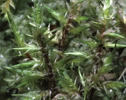 Attēlu rezultāti vaicājumam “Calliergonella cuspidata sporophyte”