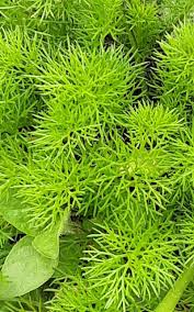 Attēlu rezultāti vaicājumam “Tripleurospermum inodorum”