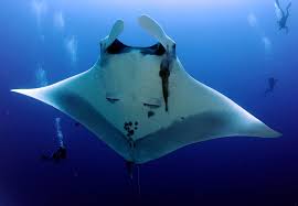 Image result for Mobula thurstoni