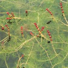 Attēlu rezultāti vaicājumam “Myriophyllum spicatum”