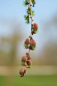 Attēlu rezultāti vaicājumam “Larix kaempferi female flower”