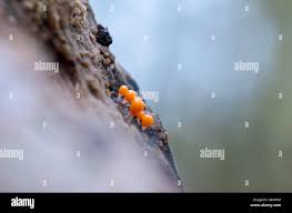 Attēlu rezultāti vaicājumam “Trichia alpina young”