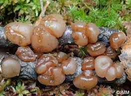 Attēlu rezultāti vaicājumam “Exidia repanda”