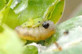 Attēlu rezultāti vaicājumam “Lathronympha strigana”