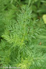 Attēlu rezultāti vaicājumam “Selinum carvifolia”