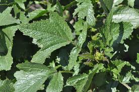 Attēlu rezultāti vaicājumam “Sinapis arvensis leaf”