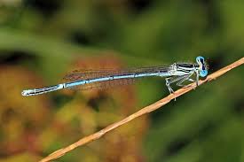 Attēlu rezultāti vaicājumam “Platycnemis pennipes male”