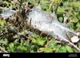 Attēlu rezultāti vaicājumam “Malacosoma neustria larva”