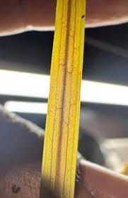 Attēlu rezultāti vaicājumam “Potamogeton compressus”