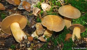 Attēlu rezultāti vaicājumam “Suillus variegatus”