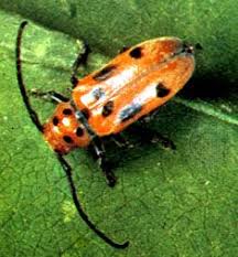 Attēlu rezultāti vaicājumam “Coleoptera”