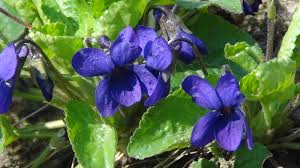 Attēlu rezultāti vaicājumam “Viola canina fruit”