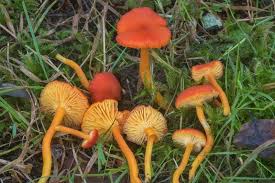 Attēlu rezultāti vaicājumam “Hygrocybe cantharellus”