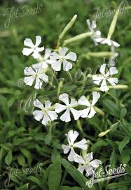 Image result for Silene schafta