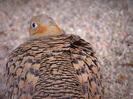 Image result for Syrrhaptes paradoxus