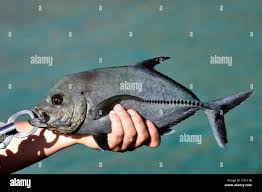 Image result for Caranx lugubris