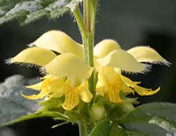 Attēlu rezultāti vaicājumam “Lamiastrum galeobdolon flower”